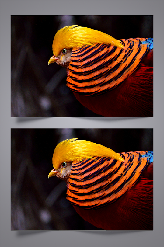 鸳鸯戏水鸳鸯画鸳鸯鸟国风鸟鸳鸯花色-众图网