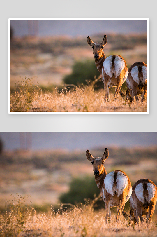 草原牧场大草原草地放牧湿地田野02-众图网