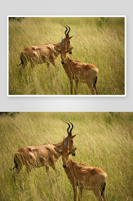 草原牧场大草原草地放牧湿地田野04-众图网