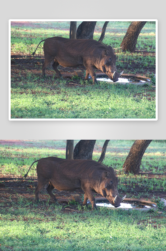 草原牧场大草原草地放牧湿地田-众图网