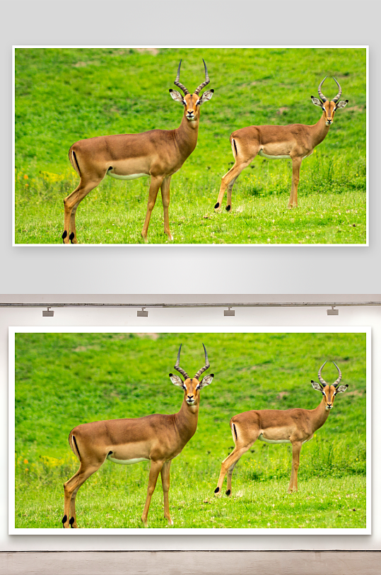 梅花鹿草原牧场大草原草地放牧湿地田-众图网