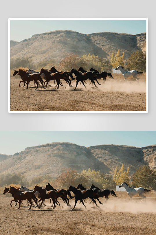 骏马飞奔奔驰j骏马牧场放牧马场-众图网
