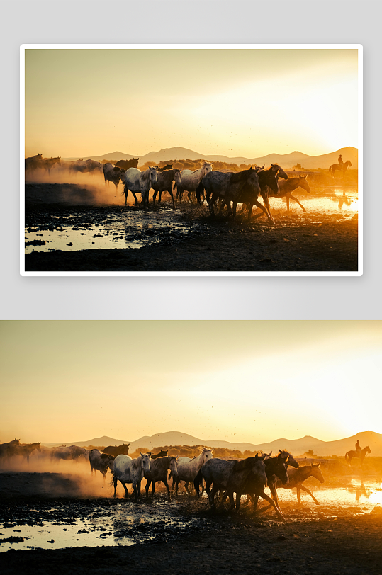 骏马飞奔奔驰j骏马牧场放牧马场-众图网