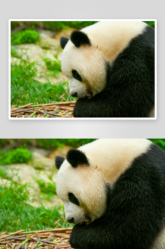 熊猫动物大熊猫竹子山地大熊猫吃竹子-众图网