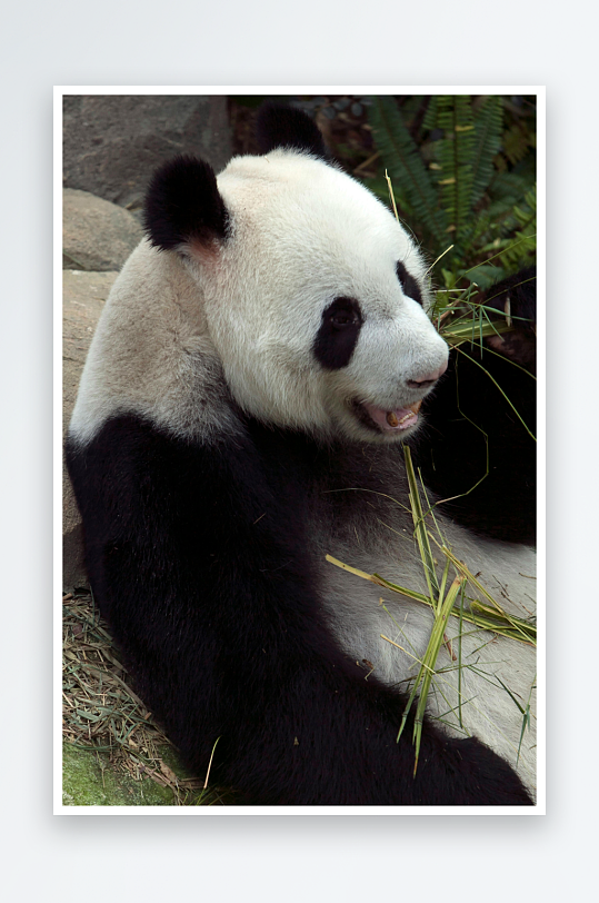 熊猫动物大熊猫竹子山地大熊猫吃竹子-众图网