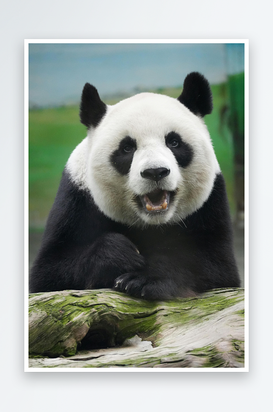 熊猫动物大熊猫竹子山地大熊猫吃竹子-众图网