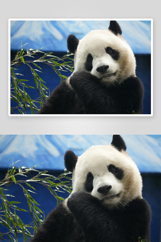 熊猫动物大熊猫竹子山地大熊猫吃竹子-众图网