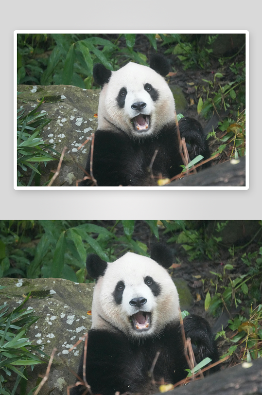 熊猫动物大熊猫竹子山地大熊猫吃竹子-众图网