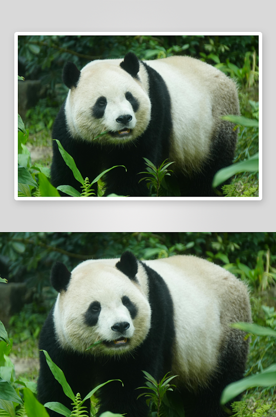 熊猫动物大熊猫竹子山地大熊猫吃竹子-众图网