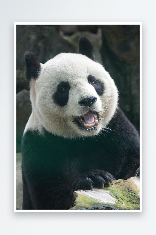 熊猫动物大熊猫竹子山地大熊猫吃竹子-众图网