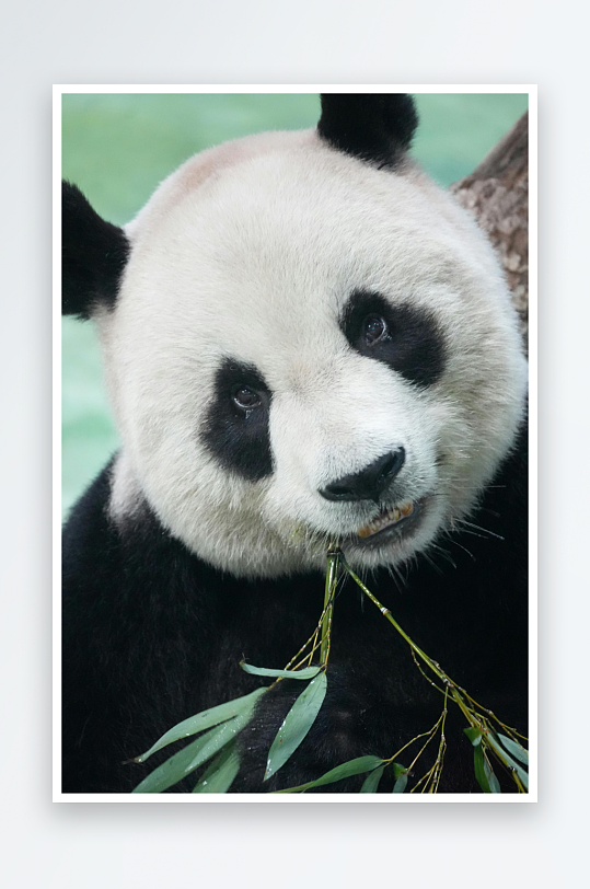 熊猫动物大熊猫竹子山地大熊猫吃竹子-众图网