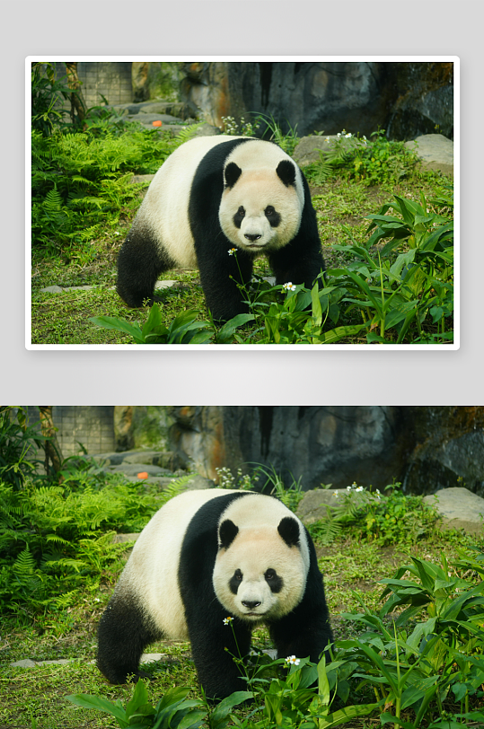 熊猫动物大熊猫竹子山地大熊猫吃竹子-众图网