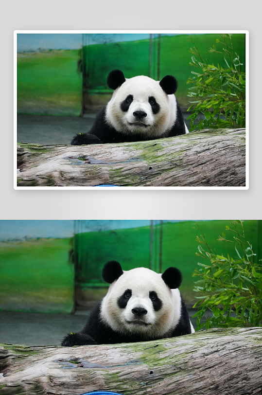 熊猫动物大熊猫竹子山地大熊猫吃竹子-众图网