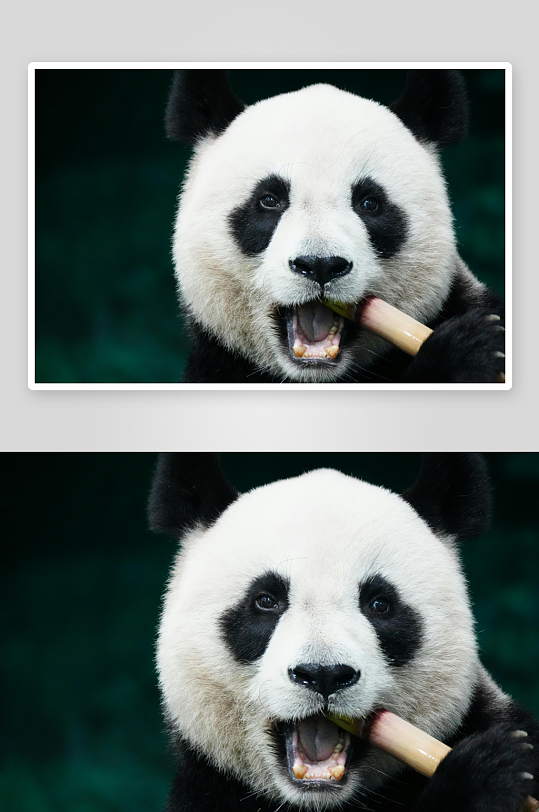 熊猫动物大熊猫竹子山地大熊猫吃竹子-众图网