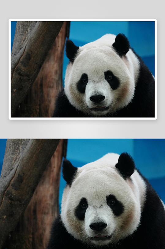 熊猫动物大熊猫竹子山地大熊猫吃竹子-众图网