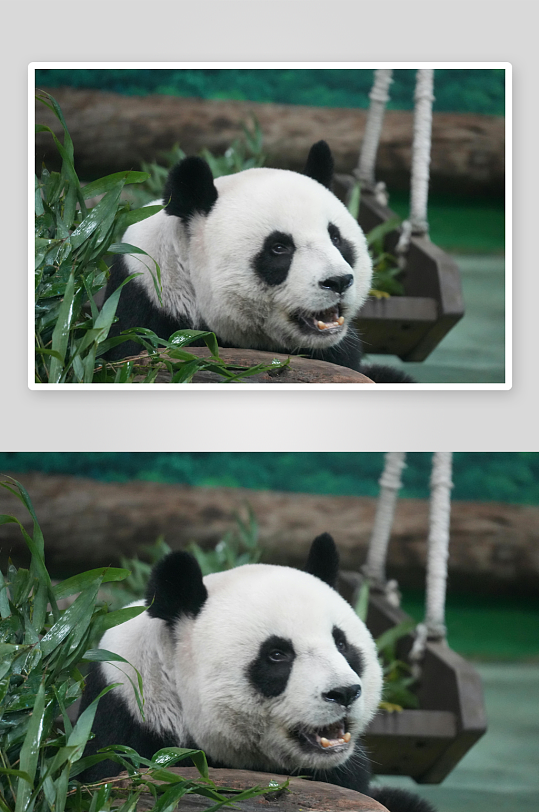 熊猫动物大熊猫竹子山地大熊猫吃竹子-众图网
