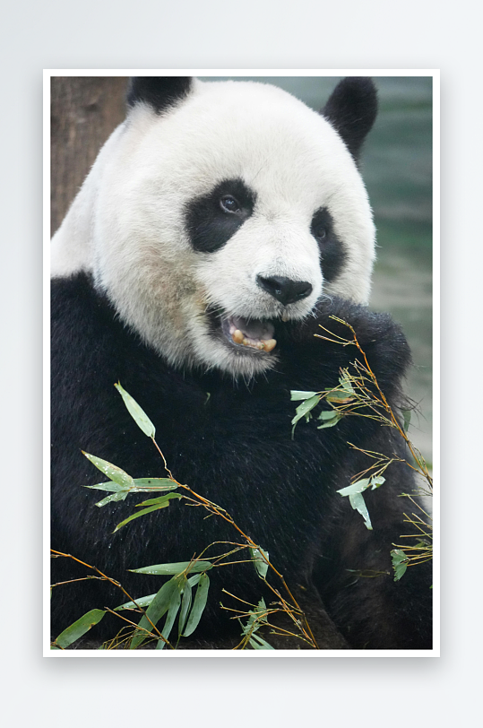 熊猫动物大熊猫竹子山地大熊猫吃竹子-众图网
