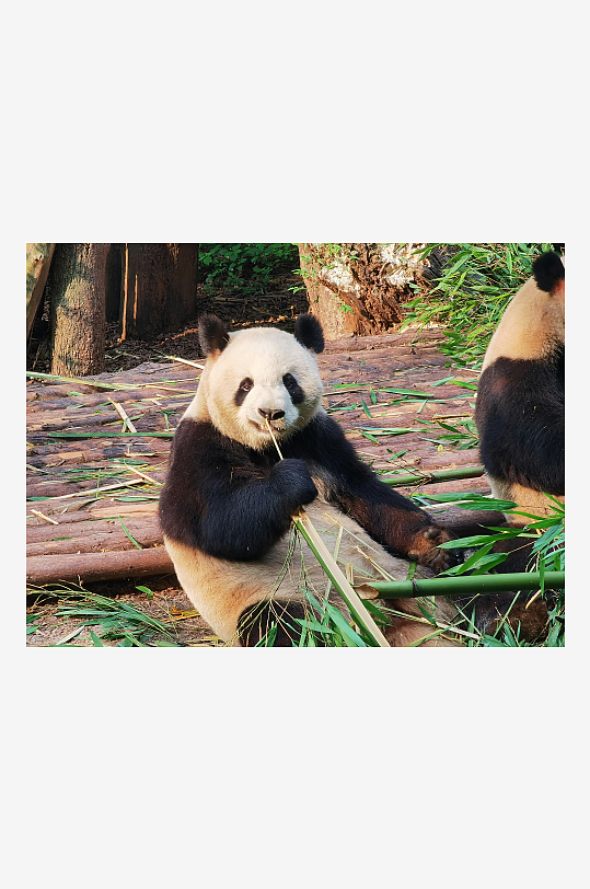 熊猫动物大熊猫竹子山地大熊猫吃竹子-众图网