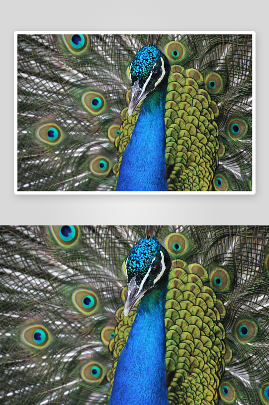 孔雀开屏孔雀东南风鸟国风鸟孔雀花色-众图网