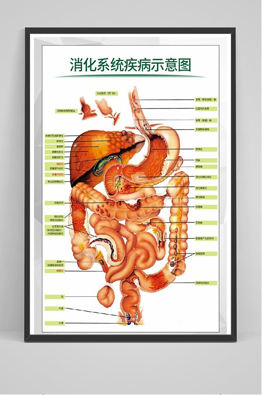 消化系统解剖图设计海报图片