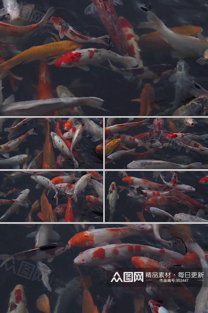 实拍水中鲤鱼鱼群游动视频素材素材