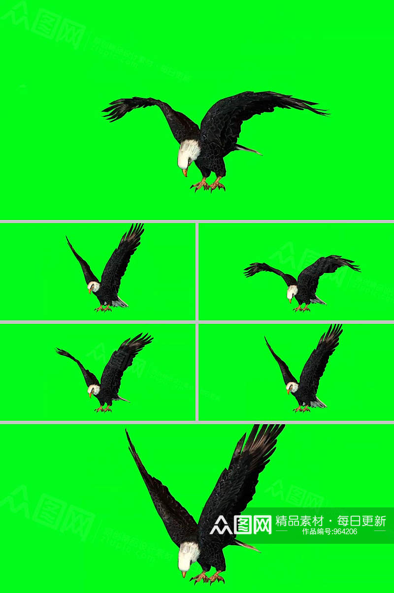 抠像老鹰飞舞展示动物动作合成视频素材