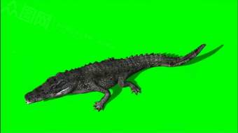 抠像绿幕大鳄鱼爬行视频-众图网