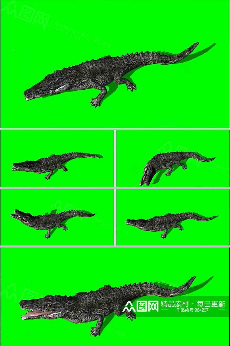 抠像绿幕大鳄鱼爬行视频素材