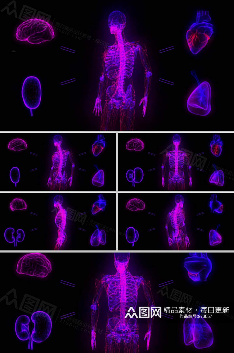 科技数据人体器官展示背景视频素材