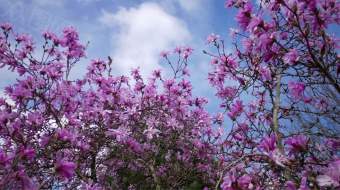 4K唯美春天实拍梧桐树粉色花朵绽放视频-众图网