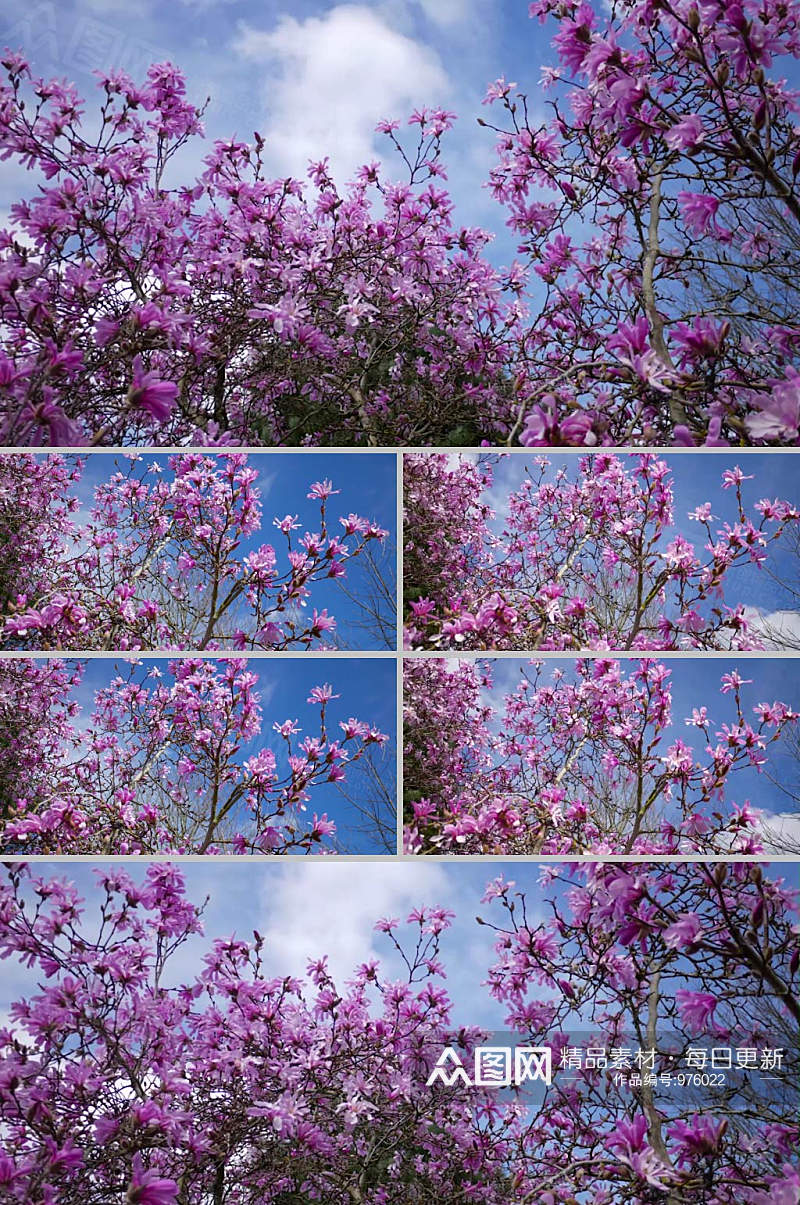 4K唯美春天实拍梧桐树粉色花朵绽放视频素材