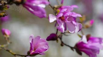 4K唯美春天粉色梧桐树花朵绽放实拍视频-众图网