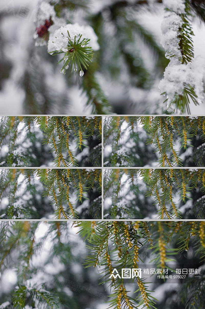 4K实拍雪天下松树枝积雪视频 风景视频素材