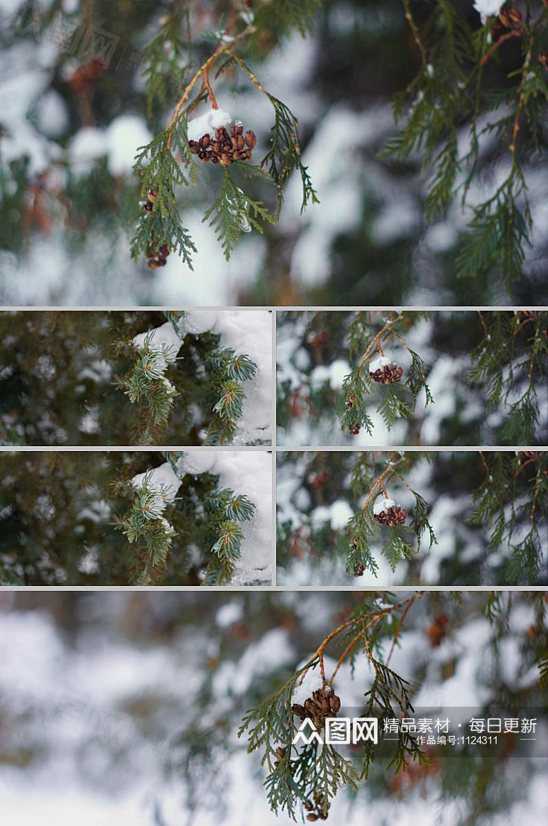实拍雪景松树树枝雪视频素材素材