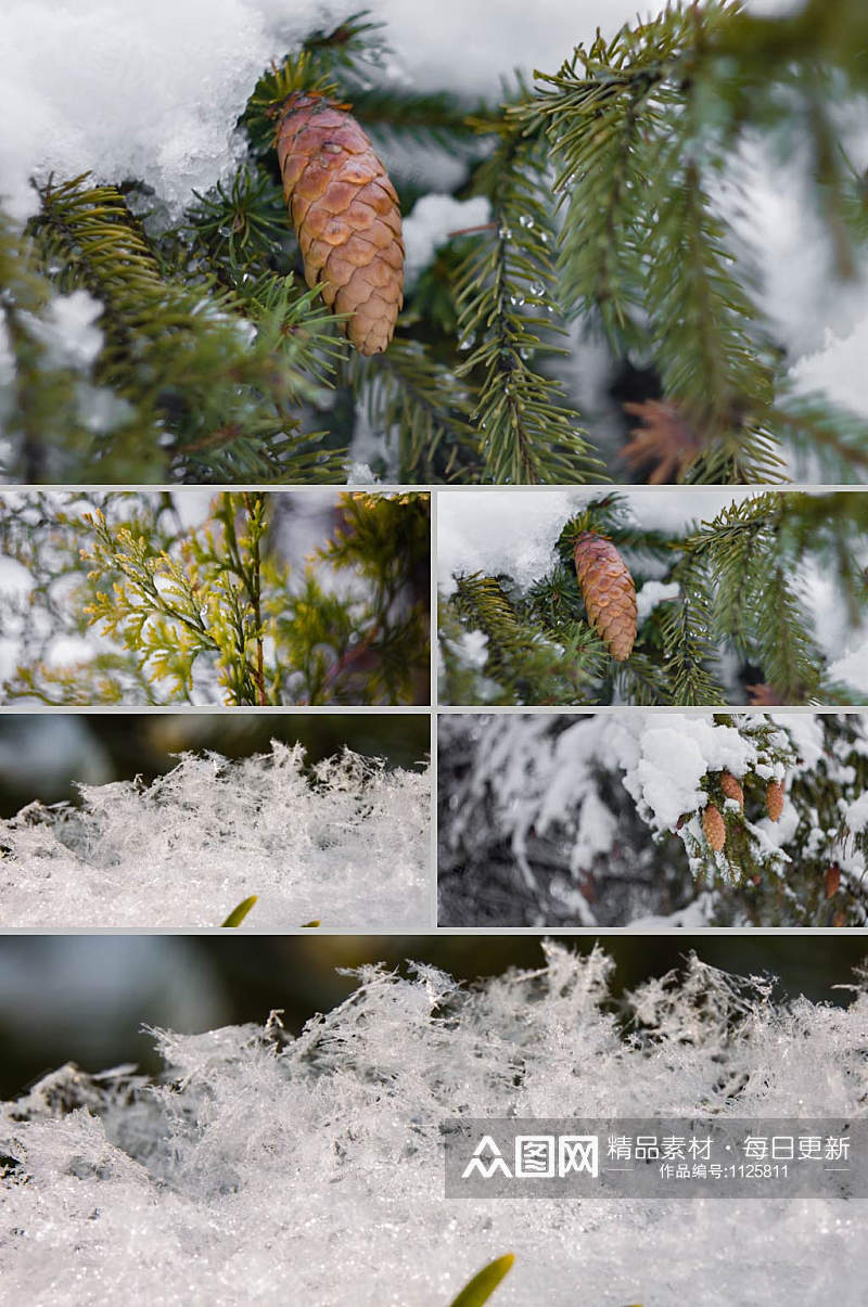 下雪后松树实拍展示植物视频素材素材
