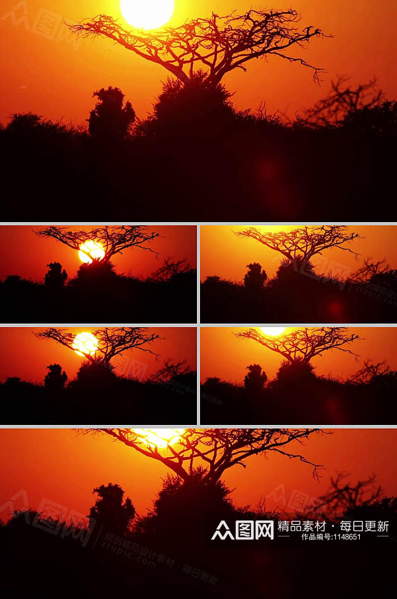 夕阳太阳实拍树木景色视频素材