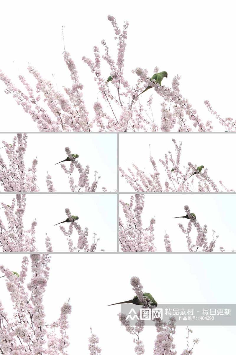 树上的小鸟春天景色实拍视频素材