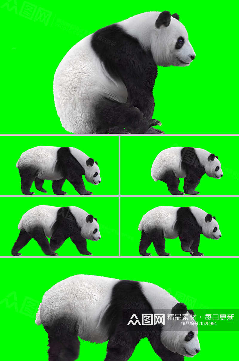 合成视频大熊猫行走休息视频素材