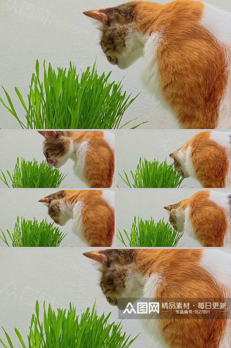 小猫咪在吃绿色植物实拍视频素材