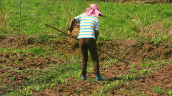 4k烈日下农民种地除草辛勤劳作实拍-众图网