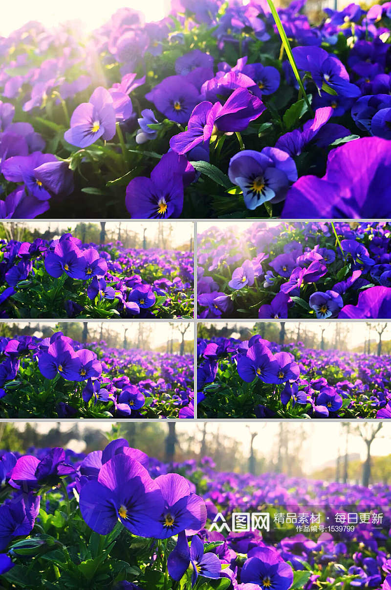 4K实拍阳光下的紫色角堇樱花素材