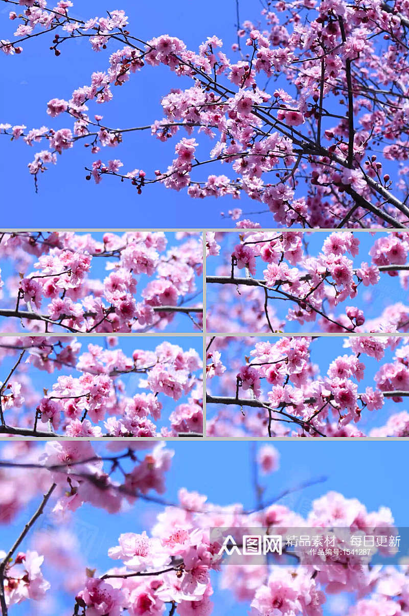 实拍春天的桃花绽放视频素材素材