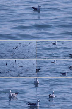 实拍水中海鸥小鸟水中游动视频输素材