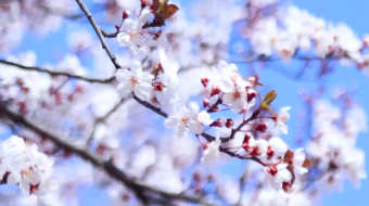 实拍春天梨花绽放展示视频-众图网