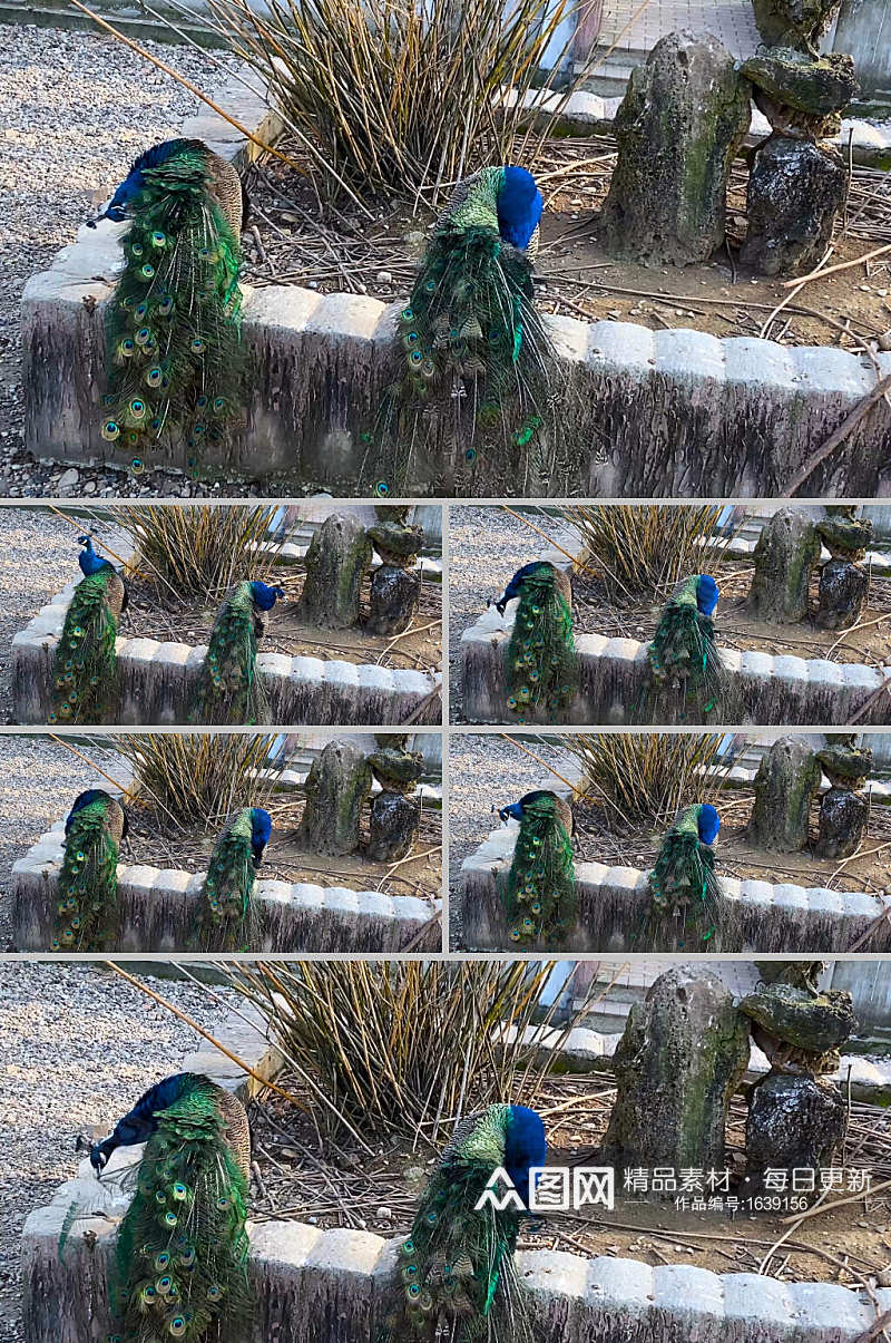 4K实拍动物孔雀开屏绿孔雀美丽的动物素材