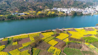 航拍新安江油菜花田视频 风景视频-众图网