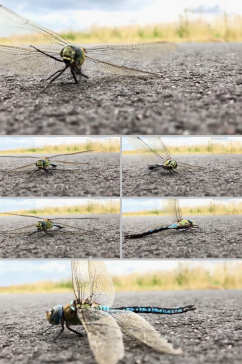 实拍地面上蜻蜓飞不起来视频