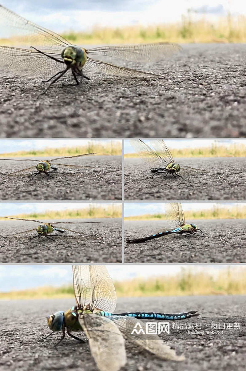 实拍地面上蜻蜓飞不起来视频素材