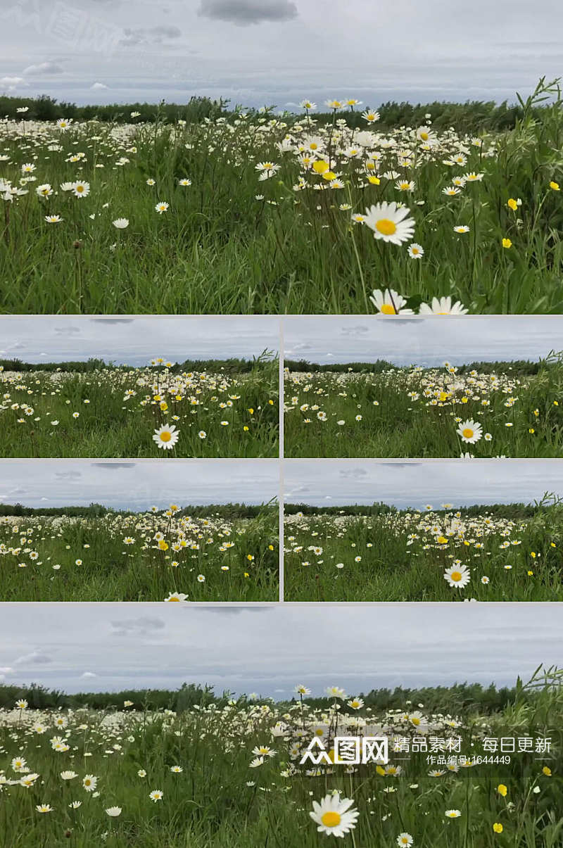 实拍野外草地花朵视频素材