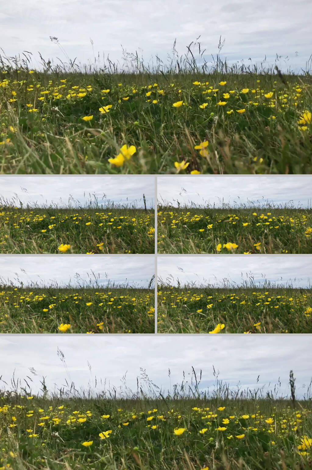 野外草地花朵风吹视频素材模板下载